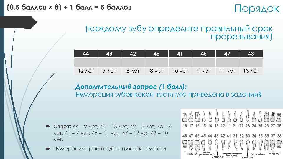 Порядок (0, 5 баллов × 8) + 1 балл = 5 баллов (каждому зубу