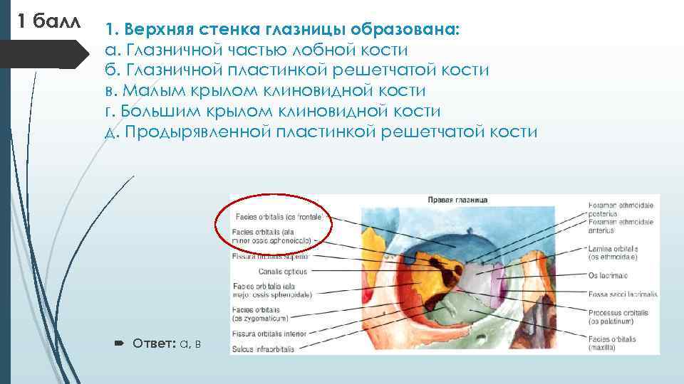 Латеральную стенку глазницы образуют