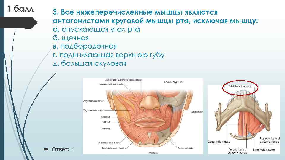 Круговая рта. Мышцы, являющиеся антагонистами круговой мышцы рта. Круговая мышца рта анатомия. Круговая мышца рта прикрепление. Антагонисты круговой мышцы рта.