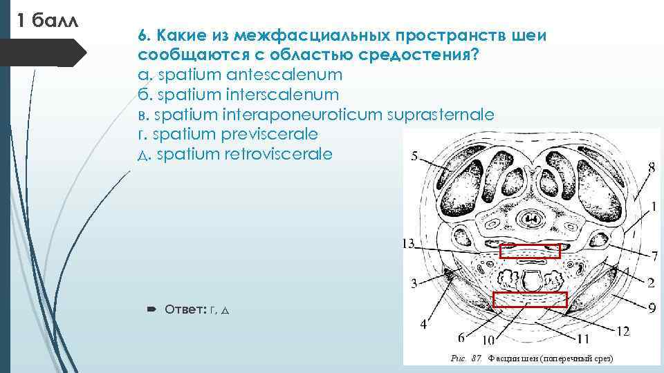 Фасции и межфасциальные пространства шеи схема