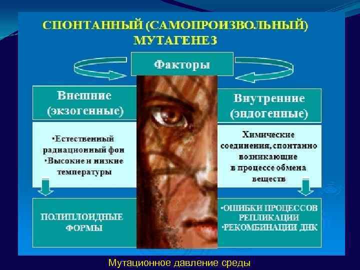 Мутационное давление среды 