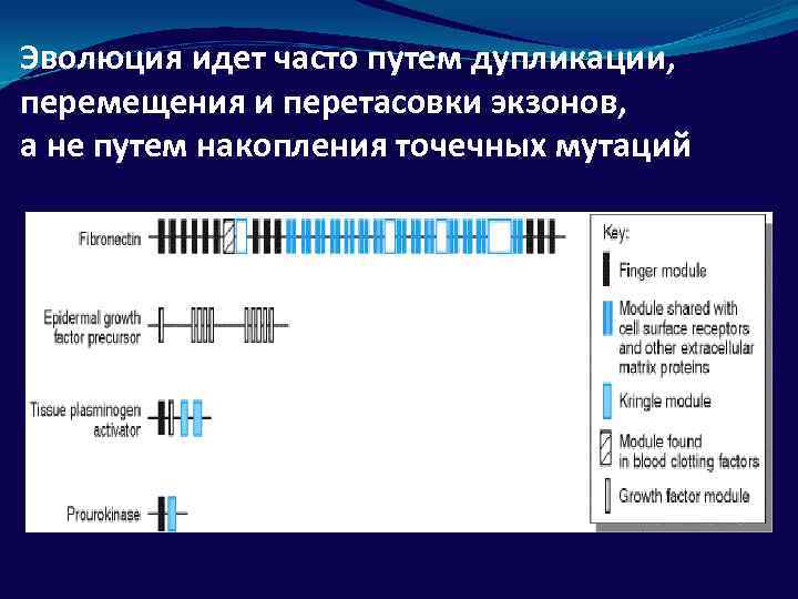 Эволюция идет часто путем дупликации, перемещения и перетасовки экзонов, а не путем накопления точечных
