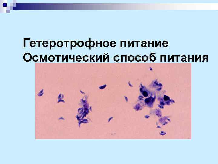 Гетеротрофное питание Осмотический способ питания 