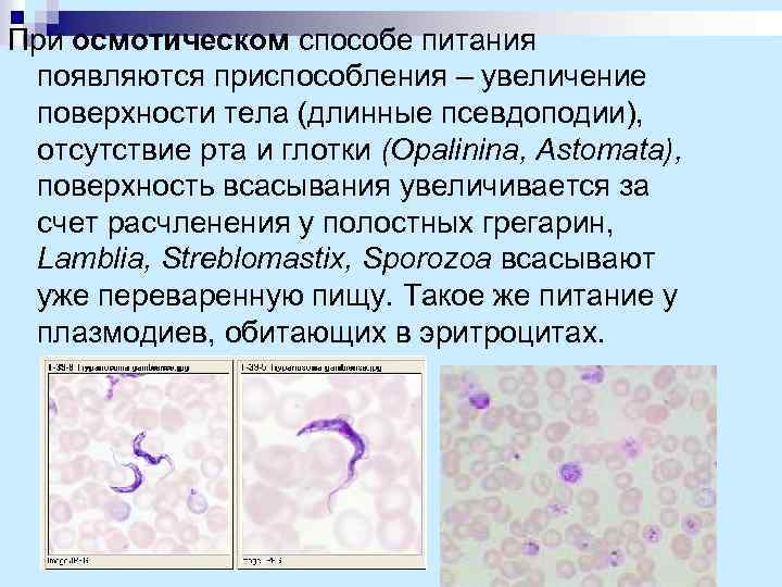 При осмотическом способе питания появляются приспособления – увеличение поверхности тела (длинные псевдоподии), отсутствие рта