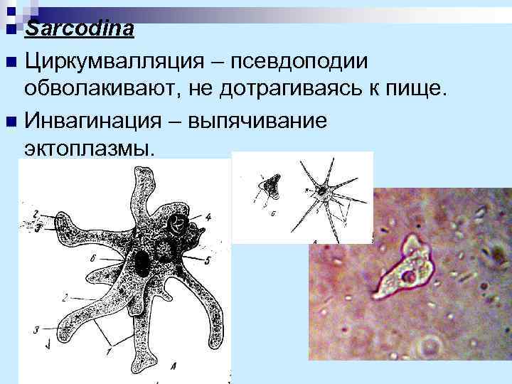 На рисунке изображен процесс в ходе которого псевдоподии клетки обволакивают твердую пищевую частицу