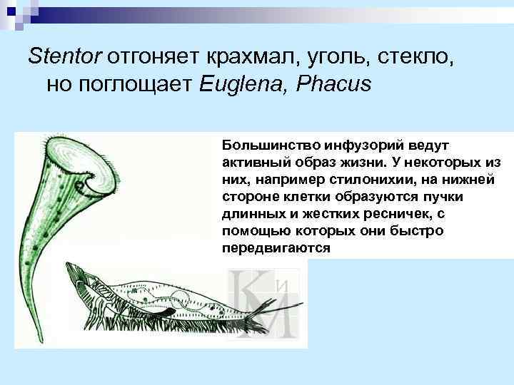 Stentоr отгоняет крахмал, уголь, стекло, но поглощает Euglena, Phacus Большинство инфузорий ведут активный образ