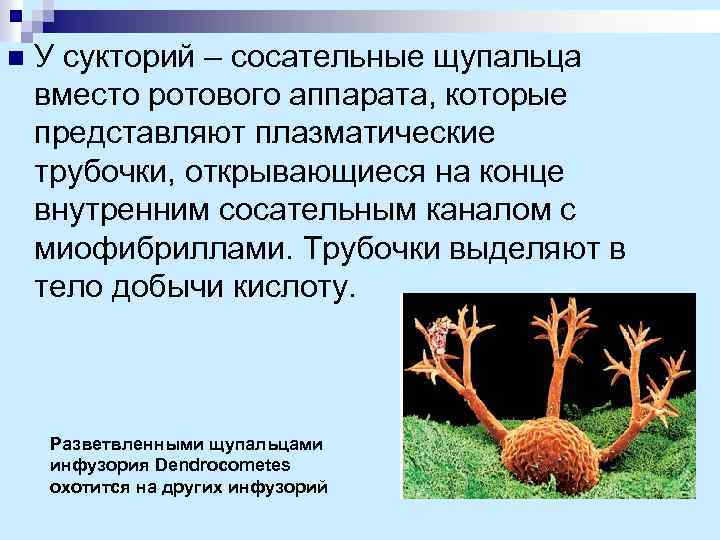 n У сукторий – сосательные щупальца вместо ротового аппарата, которые представляют плазматические трубочки, открывающиеся