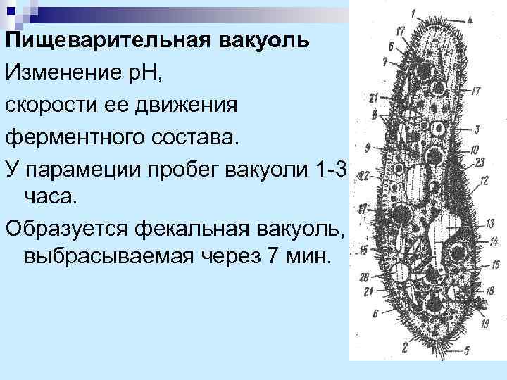 Пищеварительная вакуоль