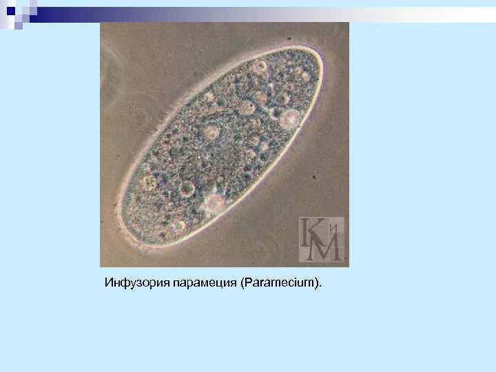 Инфузория парамеция (Paramecium). 