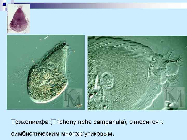 Трихонимфа (Trichonympha campanula), относится к симбиотическим многожгутиковым . 