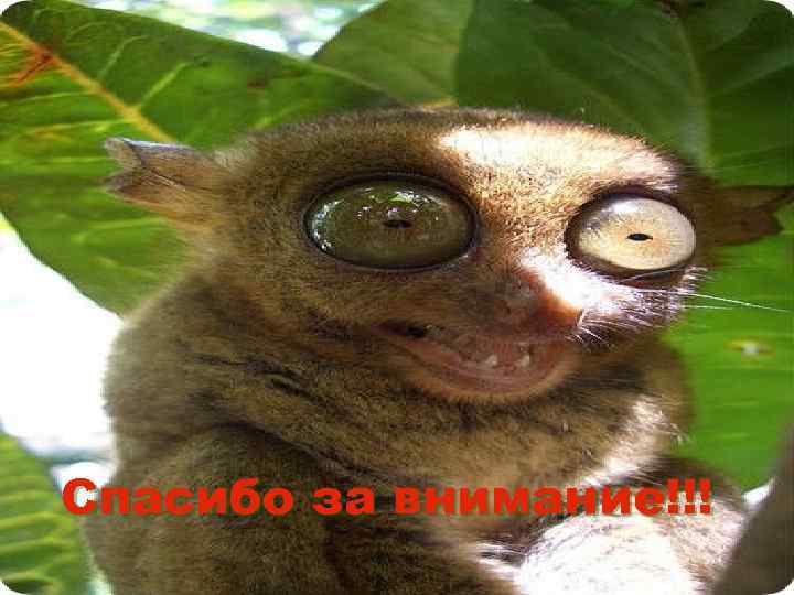 Спасибо за внимание!!! 