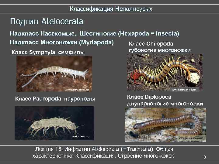 Классификация Неполноусых Подтип Atelocerata Надкласс Насекомые, Шестиногие (Hexapoda = Insecta) Надкласс Многоножки (Myriapoda) Класс