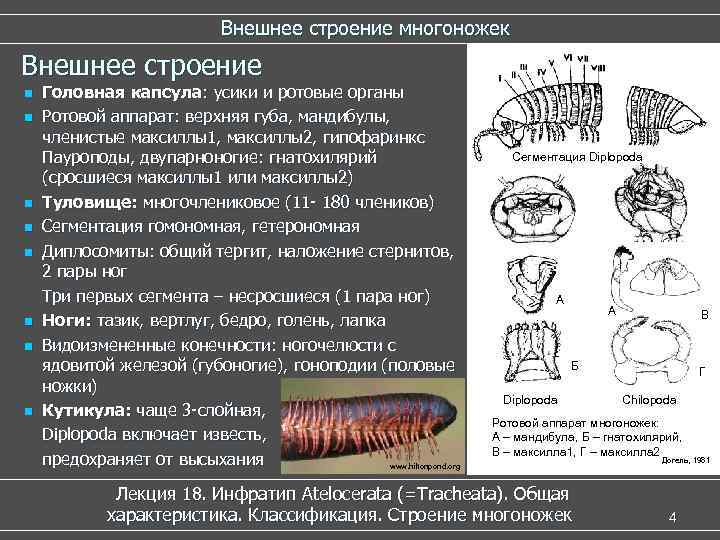 Внешнее строение многоножек Внешнее строение n n n n Головная капсула: усики и ротовые