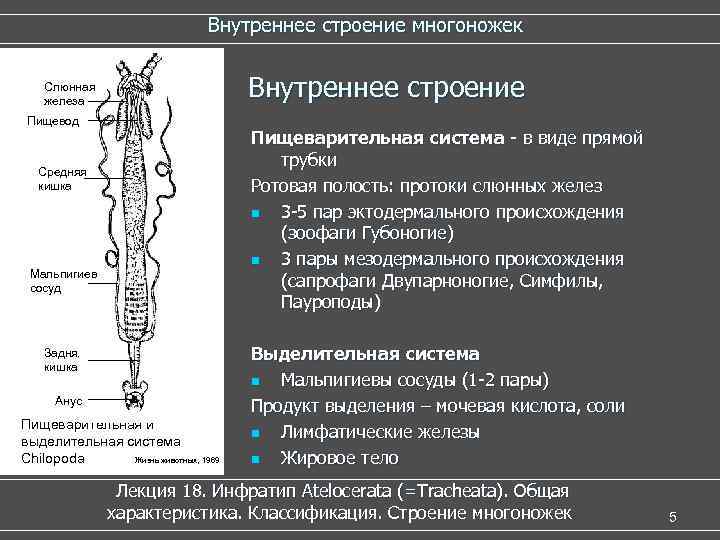Внутреннее строение многоножек Внутреннее строение Слюнная железа Пищевод Пищеварительная система - в виде прямой