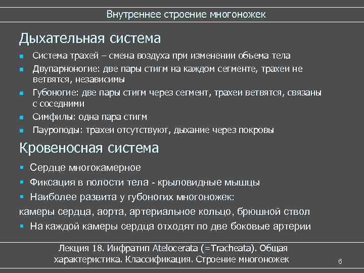  Внутреннее строение многоножек Дыхательная система n n n Система трахей – смена воздуха