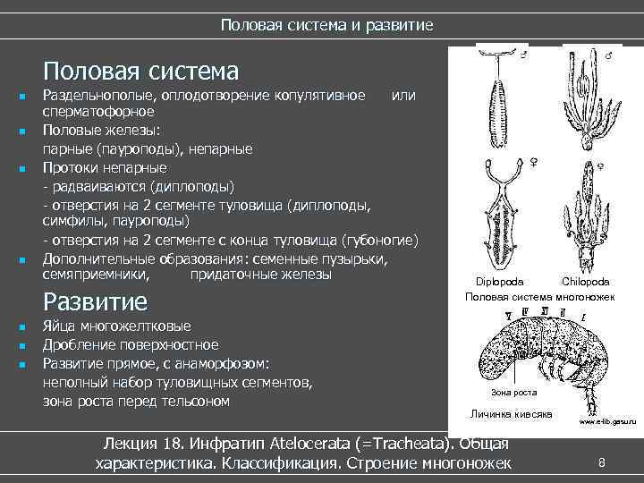 Половая система и развитие Половая система n n Раздельнополые, оплодотворение копулятивное или сперматофорное Половые