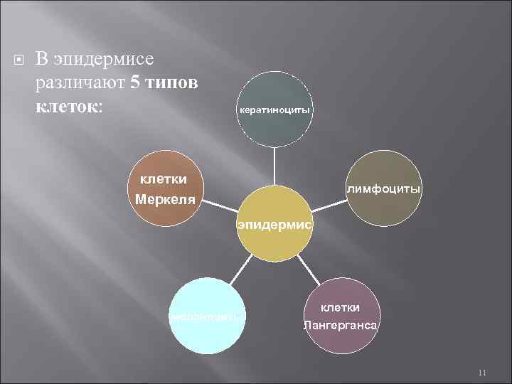  В эпидермисе различают 5 типов клеток: кератиноциты клетки Меркеля лимфоциты эпидермис меланоциты клетки