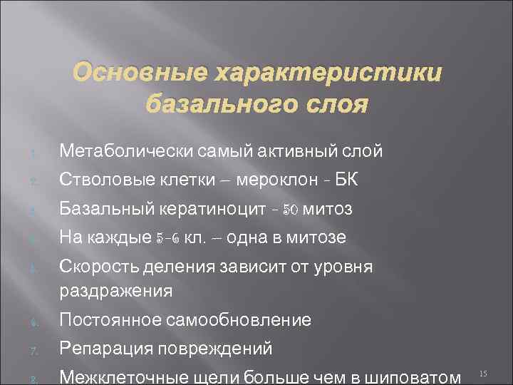 Основные характеристики базального слоя 1. Метаболически самый активный слой 2. Стволовые клетки – мероклон