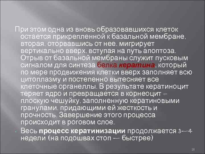 При этом одна из вновь образовавшихся клеток остается прикрепленной к базальной мембране, вторая, оторвавшись