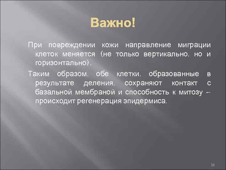 Важно! При повреждении кожи направление миграции клеток меняется (не только вертикально, но и горизонтально).