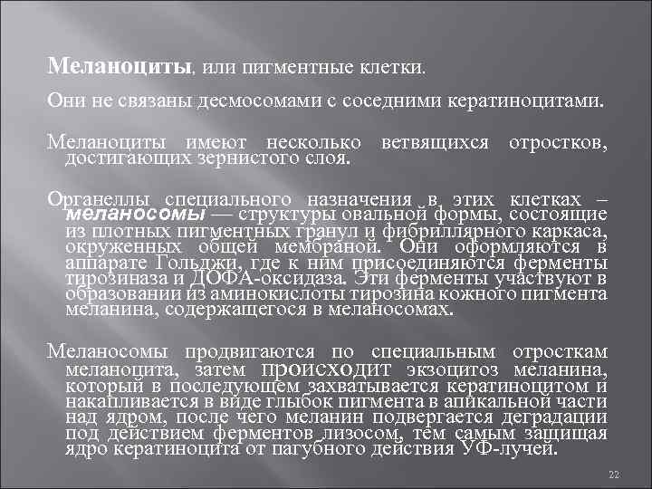 Меланоциты, или пигментные клетки. Они не связаны десмосомами с соседними кератиноцитами. Меланоциты имеют несколько