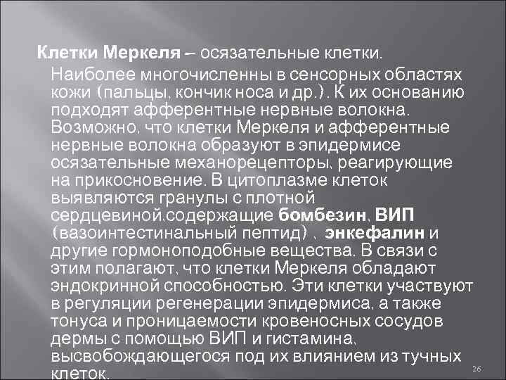 Клетки Меркеля – осязательные клетки. Наиболее многочисленны в сенсорных областях кожи (пальцы, кончик носа