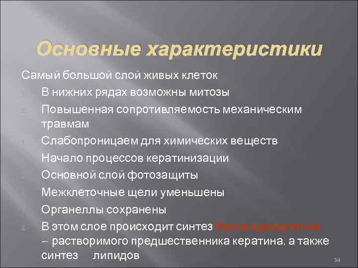 Основные характеристики Самый большой слой живых клеток 1. В нижних рядах возможны митозы 2.