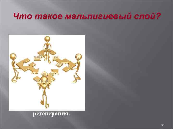 Что такое мальпигиевый слой? Так принято называть базальный и шиповатый слои вместе. За счет