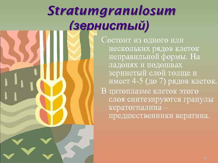 Stratum granulosum (зернистый) Cостоит из одного или нескольких рядов клеток неправильной формы. На ладонях