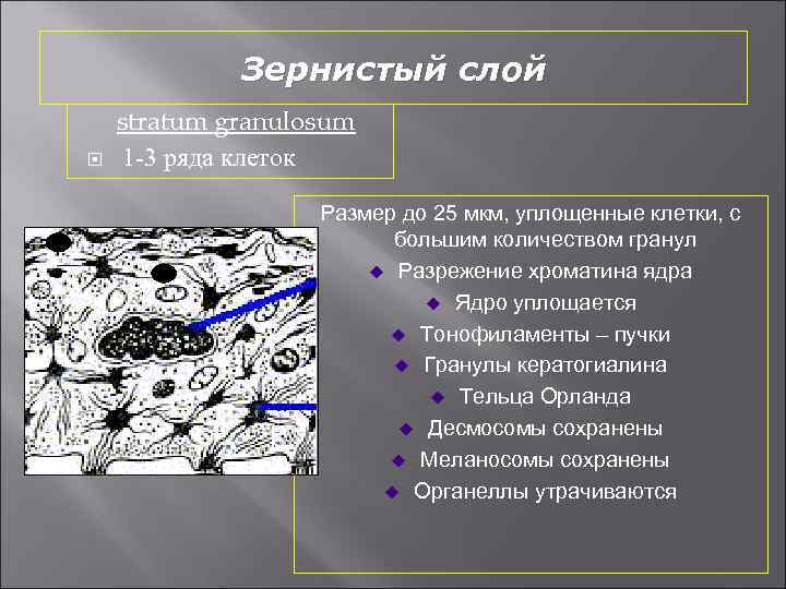 Зернистый слой stratum granulosum 1 -3 ряда клеток Размер до 25 мкм, уплощенные клетки,
