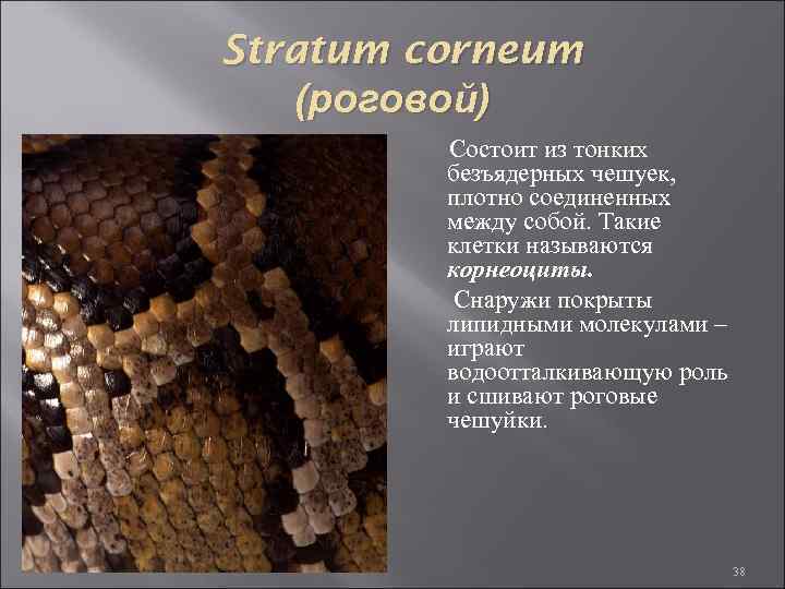 Stratum corneum (роговой) Состоит из тонких безъядерных чешуек, плотно соединенных между собой. Такие клетки