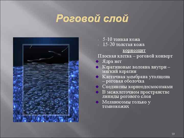 Роговой слой 5 -10 тонкая кожа 15 -20 толстая кожа корнеоцит Плоская клетка –