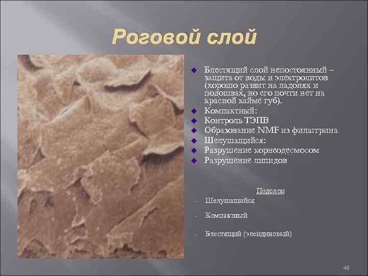 Роговой слой u u u u Блестящий слой непостоянный – защита от воды и