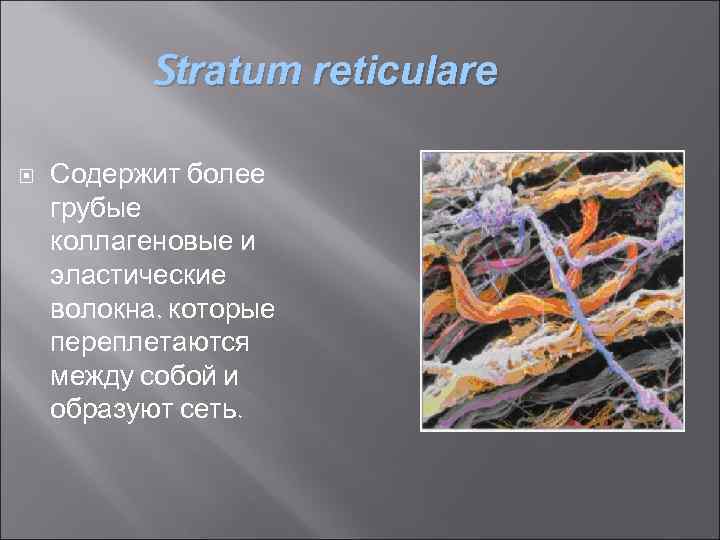 Stratum reticulare Содержит более грубые коллагеновые и эластические волокна, которые переплетаются между собой и