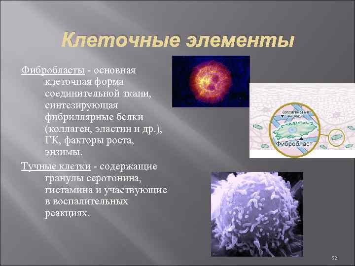 Клеточные элементы Фибробласты - основная клеточная форма соединительной ткани, синтезирующая фибриллярные белки (коллаген, эластин