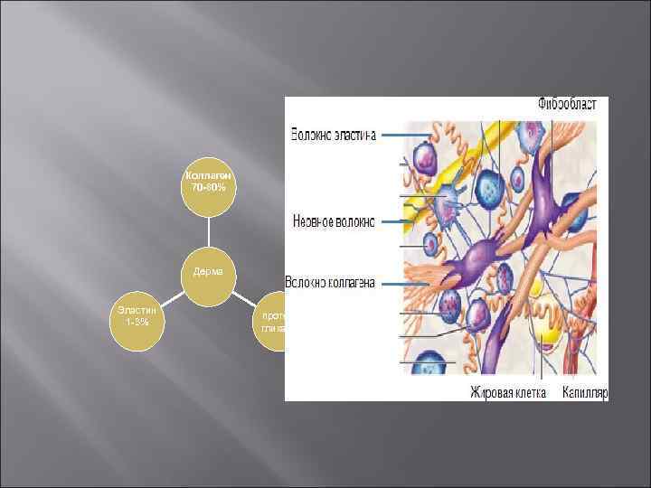 Коллаген 70 -80% Дерма Эластин 1 -3% протеогликаны 