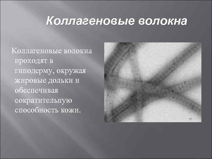 Коллагеновые волокна проходят в гиподерму, окружая жировые дольки и обеспечивая сократительную способность кожи. 