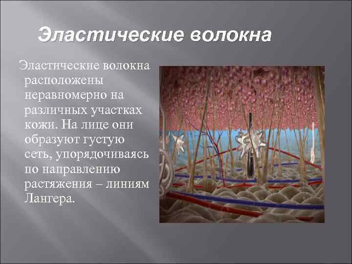 Эластические волокна расположены неравномерно на различных участках кожи. На лице они образуют густую сеть,