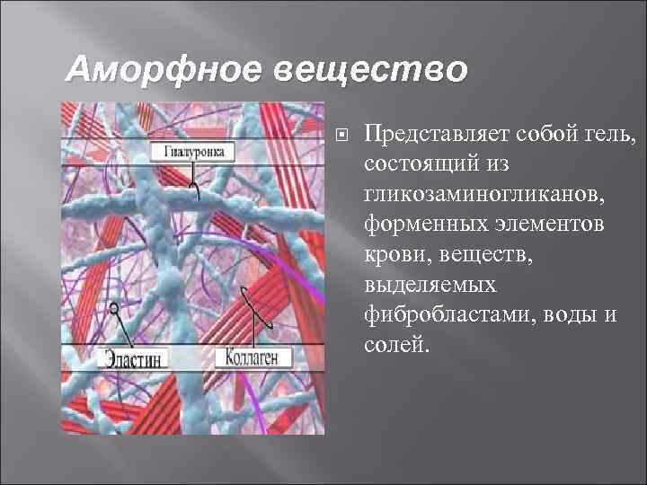 Аморфное вещество Представляет собой гель, состоящий из гликозаминогликанов, форменных элементов крови, веществ, выделяемых фибробластами,