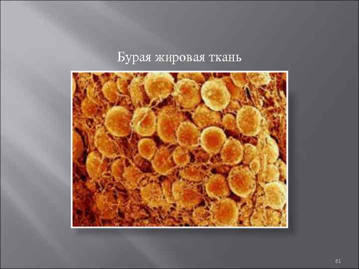 Бурая жировая ткань 61 