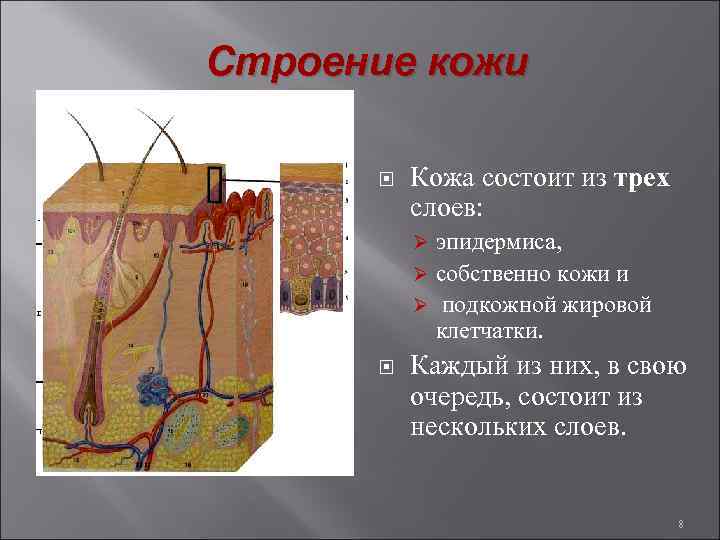 Строение кожи Кожа состоит из трех слоев: эпидермиса, Ø собственно кожи и Ø подкожной