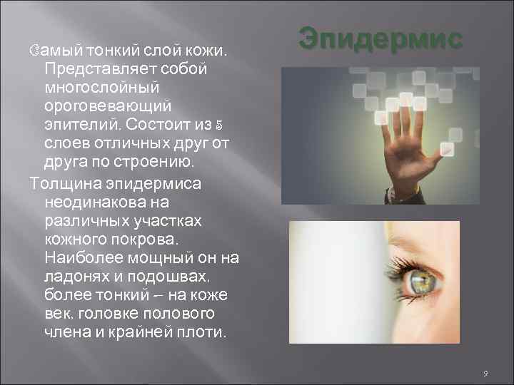 Cамый тонкий слой кожи. Представляет собой многослойный ороговевающий эпителий. Состоит из 5 слоев отличных