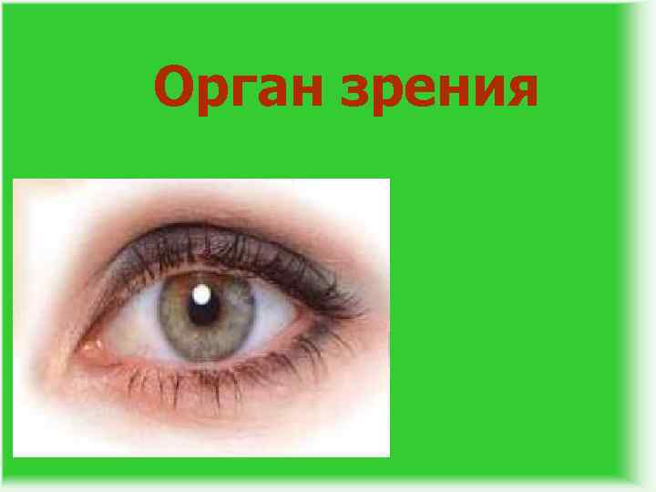 Орган зрения 