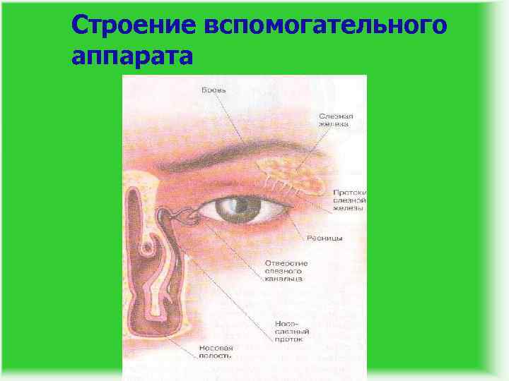 Строение вспомогательного аппарата 