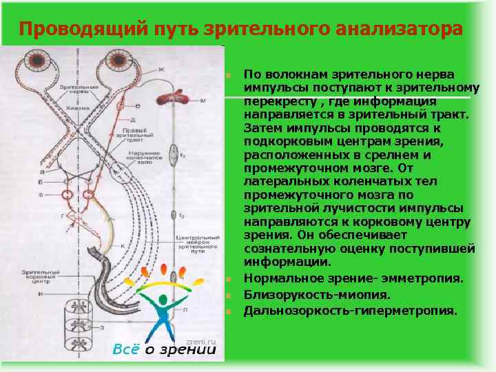 Проводящий путь зрительного анализатора n n По волокнам зрительного нерва импульсы поступают к зрительному