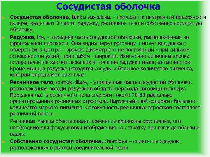 Сосудистая оболочка n n Сосудистая оболочка, tunica vasculosa, - прилежит к внутренней поверхности склеры,