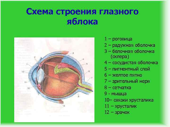 Схема строения глазного яблока 1 – роговица 2 – радужная оболочка 3 – белочная