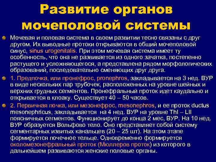 Развитие органов мочеполовой системы Мочевая и половая система в своем развитии тесно связаны с