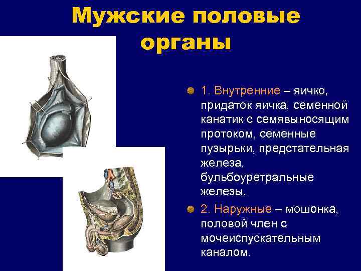Мужские половые органы 1. Внутренние – яичко, придаток яичка, семенной канатик с семявыносящим протоком,