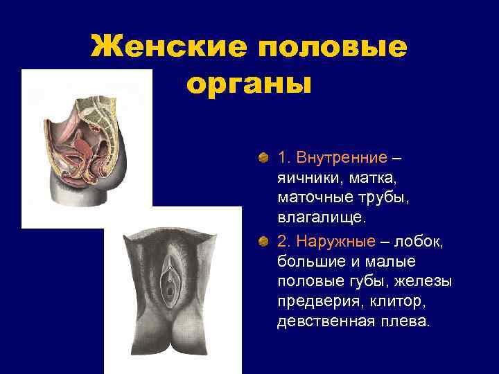 Женские половые органы 1. Внутренние – яичники, матка, маточные трубы, влагалище. 2. Наружные –